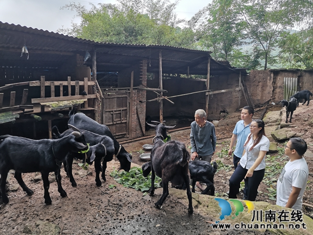 泸县太伏镇：驻村工作队添动力  脱贫产业落地开花(图1)