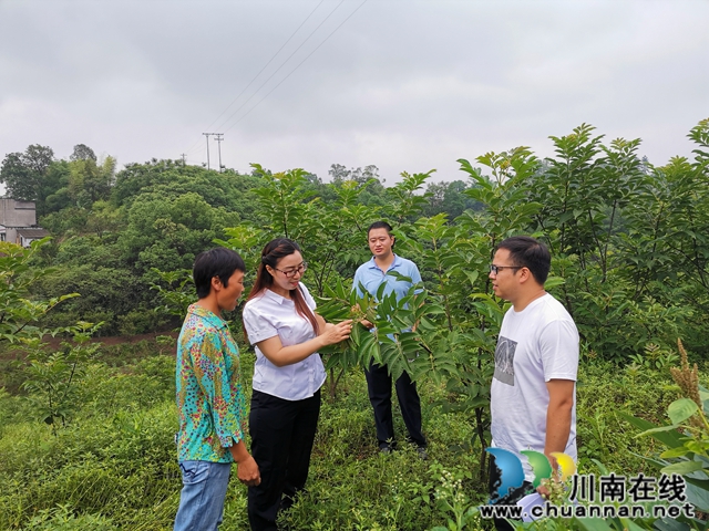 泸县太伏镇：驻村工作队添动力  脱贫产业落地开花(图2)