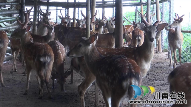 合江县家乐村“职业经理人”黄思碧：我想打造四川第一美丽乡村(图7)