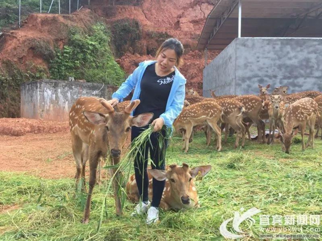 规模川南最大！宜宾这个梅花鹿基地的老板是个90后(图4)