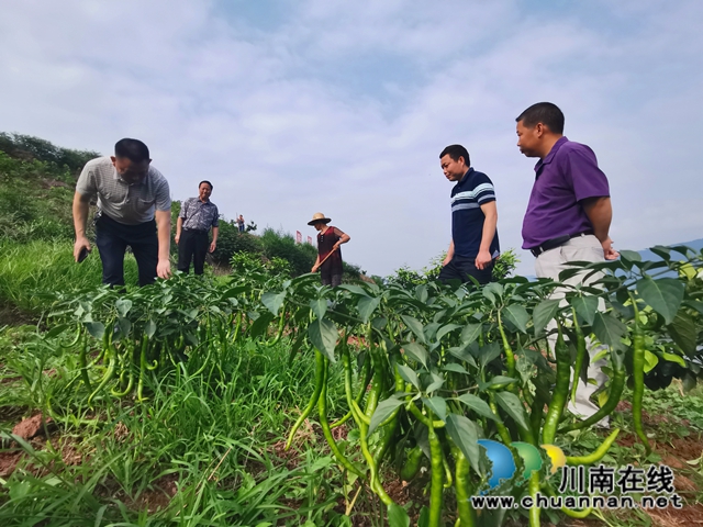 泸县方洞镇庆丰村：种养循环保生态  生猪寄养稳增收(图4)