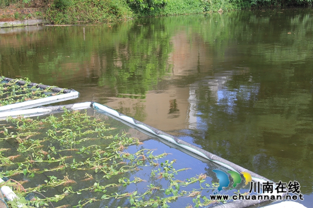 泸县云龙镇：推动水产养殖生态治理，实现绿色健康养殖(图2)