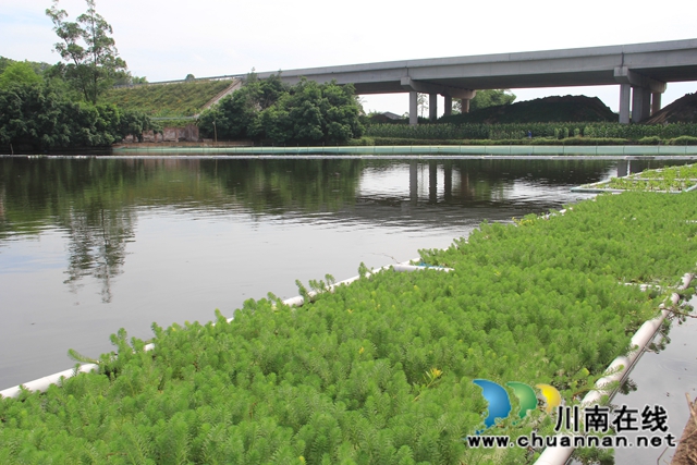 泸县云龙镇：推动水产养殖生态治理，实现绿色健康养殖(图1)