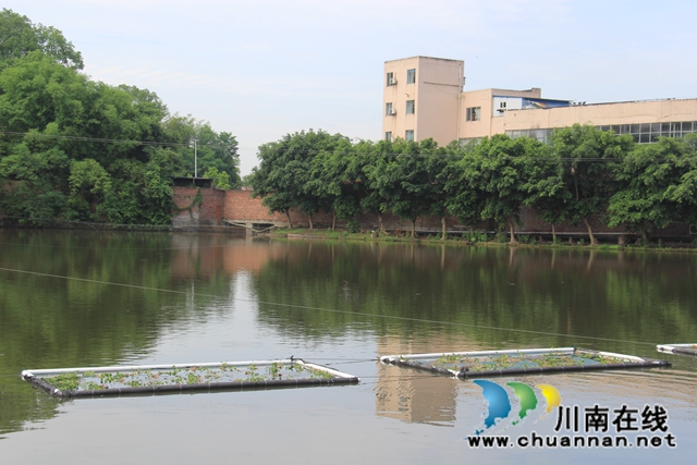 泸县云龙镇：推动水产养殖生态治理，实现绿色健康养殖(图5)