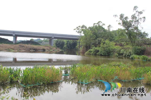 泸县云龙镇：推动水产养殖生态治理，实现绿色健康养殖(图4)