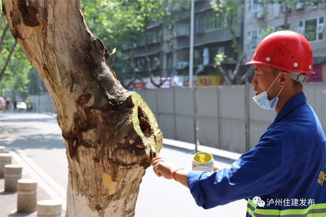 泸州主城区两万余株行道树接受“体检” 150余株未“过关”(图2)