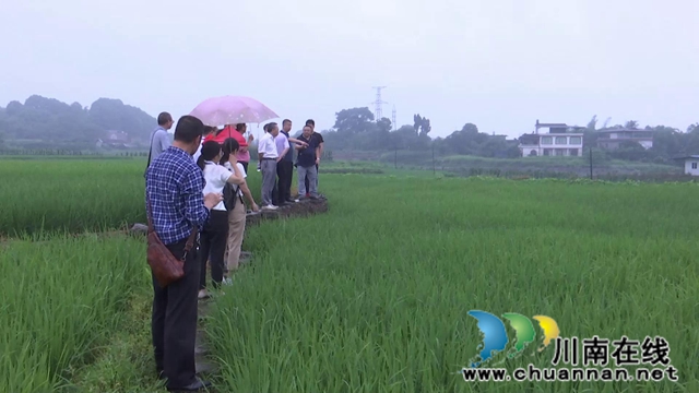 合江：农技专家现场处方保直播水稻健康(图2)