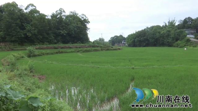 合江：农技专家现场处方保直播水稻健康(图5)