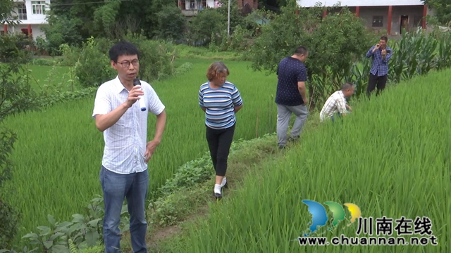 合江：农技专家现场处方保直播水稻健康(图3)