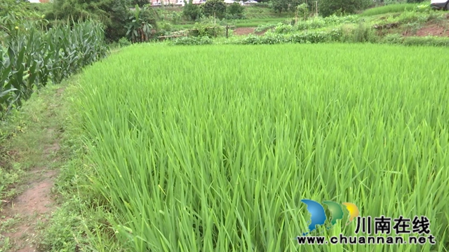 合江：农技专家现场处方保直播水稻健康(图4)