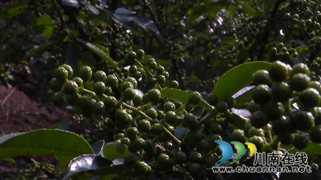 合江县白沙镇:万亩椒园飘香,花椒采摘正忙(图2) 合江县白沙镇:万亩椒园飘香,花椒采摘正忙(图2)