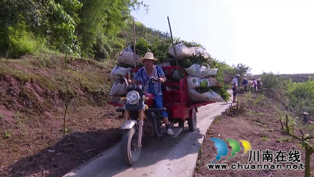 合江县白沙镇:万亩椒园飘香,花椒采摘正忙(图1) 合江县白沙镇:万亩椒园飘香,花椒采摘正忙(图1)