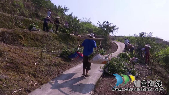 合江县白沙镇:万亩椒园飘香,花椒采摘正忙(图3) 合江县白沙镇:万亩椒园飘香,花椒采摘正忙(图3)