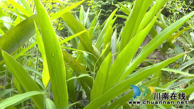 合江县鼓楼山村“海归”职业经理人邓启明：走出“小家”，心存“大家”(图2)