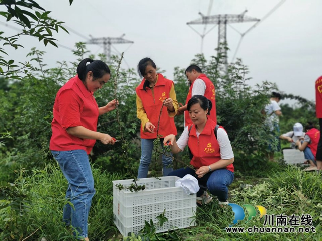 纳溪区法院：党支部结对共建　同享“麻”味丰收节(图2)