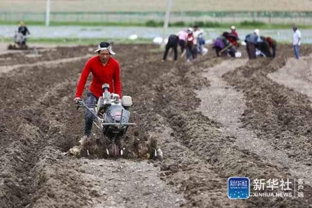 高原之音(图1) 高原之音(图1)