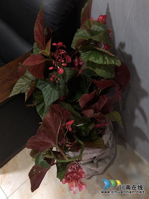 泸县太伏镇：爱心海棠谱写和谐医患情(图2)