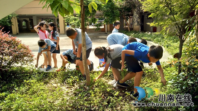 泸师附小城西学校开展“劳动最美”实践活动(图4) 泸师附小城西学校开展“劳动最美”实践活动(图4)