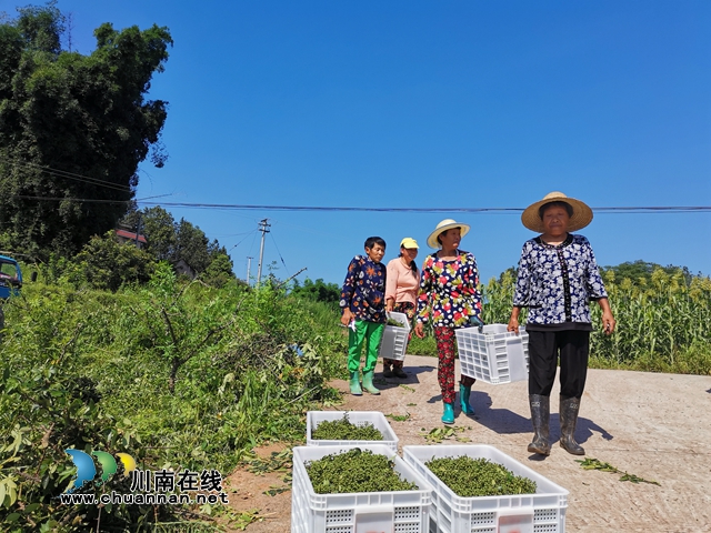 种养循环 泸县潮河镇王坪村扶贫产业园成为脱贫增收聚宝盆(图2)