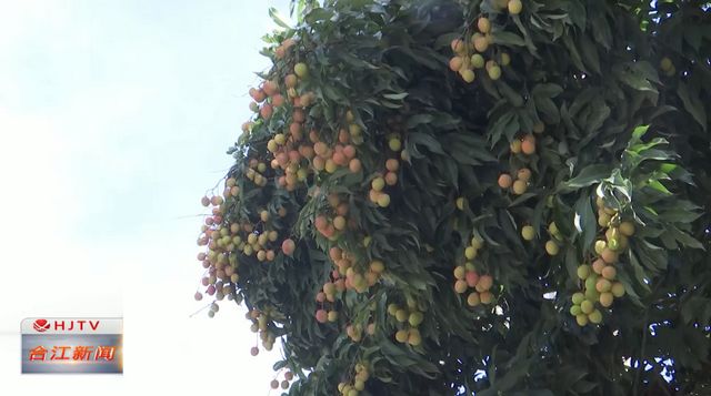 合江3445棵行道树荔枝将统一采摘分发给市民品尝(图1)