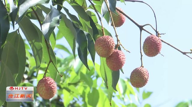 合江3445棵行道树荔枝将统一采摘分发给市民品尝(图3)