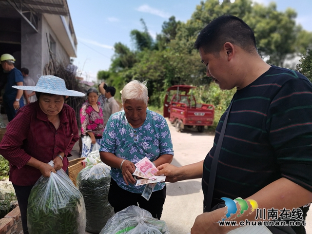 泸县照南山村：朝天椒映红脱贫增收路(图1)