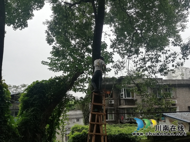 江阳区北城街道濂溪路社区：修剪危险树枝，消除安全隐患(图2)