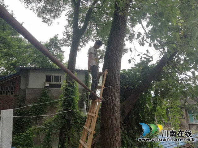 江阳区北城街道濂溪路社区：修剪危险树枝，消除安全隐患(图1)
