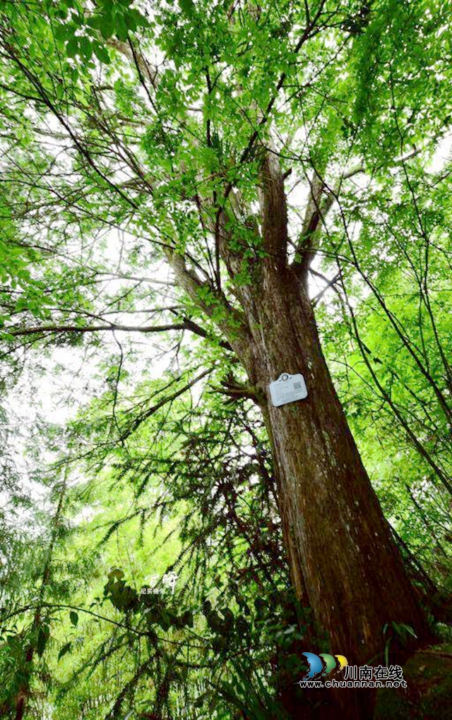 205年树龄！叙永发现境内年龄最大一株红豆杉(图2)