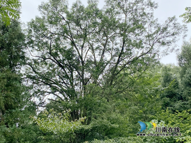 205年树龄！叙永发现境内年龄最大一株红豆杉(图4)