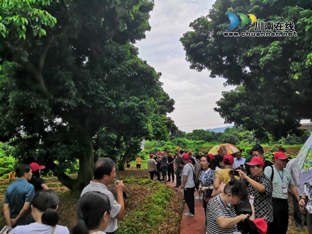 泸州市文艺创作骨干到合江开展荔枝文艺创作采风活动(图2)