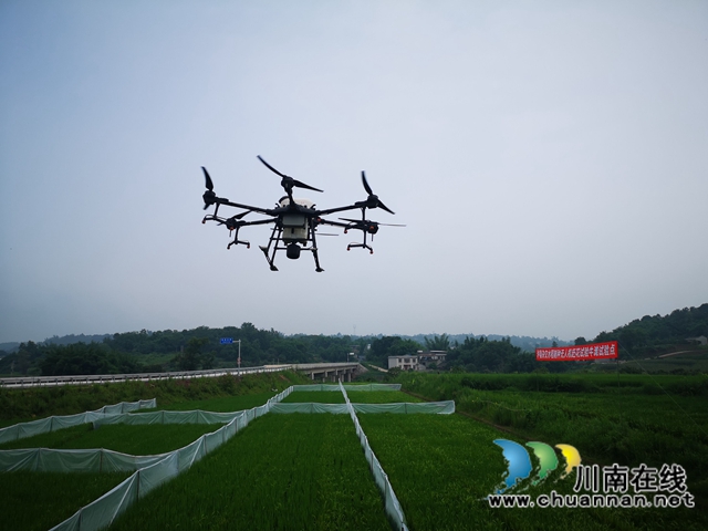 泸县杂交水稻制种实现无人机施药、赶花(图1)