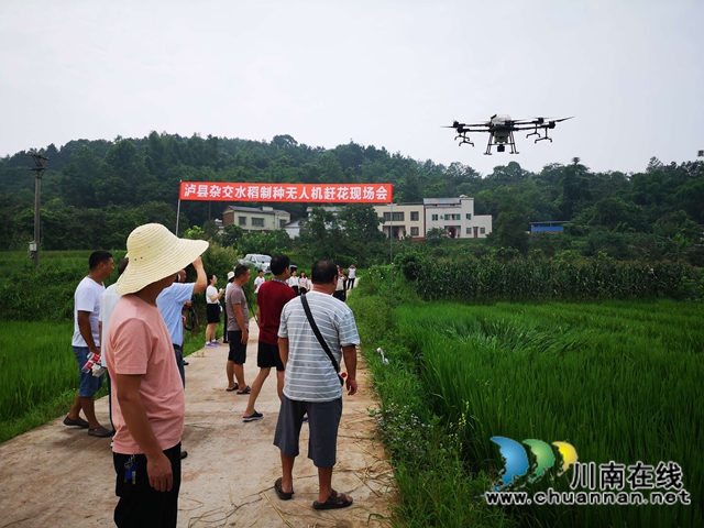 泸县杂交水稻制种实现无人机施药、赶花(图2)