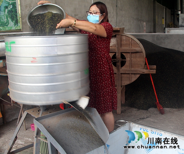 纳溪：女老总回乡发展花椒产业，荒山变“金山”带村民致富(图1)