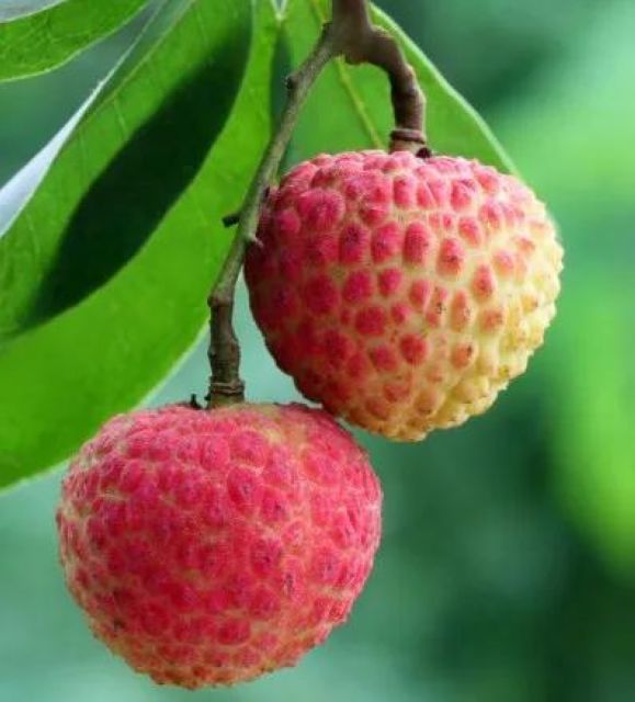 【分享】荔枝吃到饱，结果……(图5)
