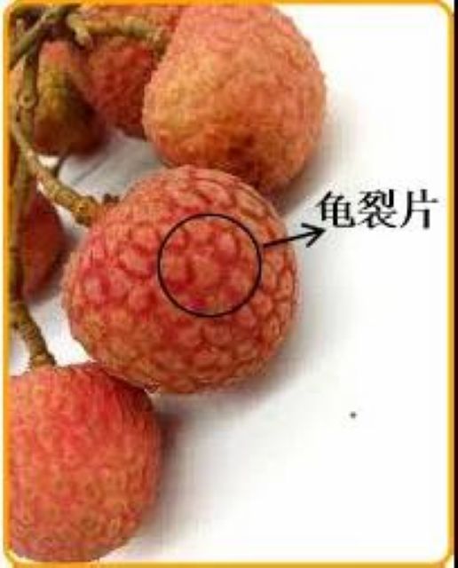 【分享】荔枝吃到饱，结果……(图9)