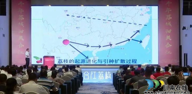 【荔枝红了】官宣!合江荔枝正式上市(图3) 荔枝红了|官宣!合江荔枝正式上市(图3)