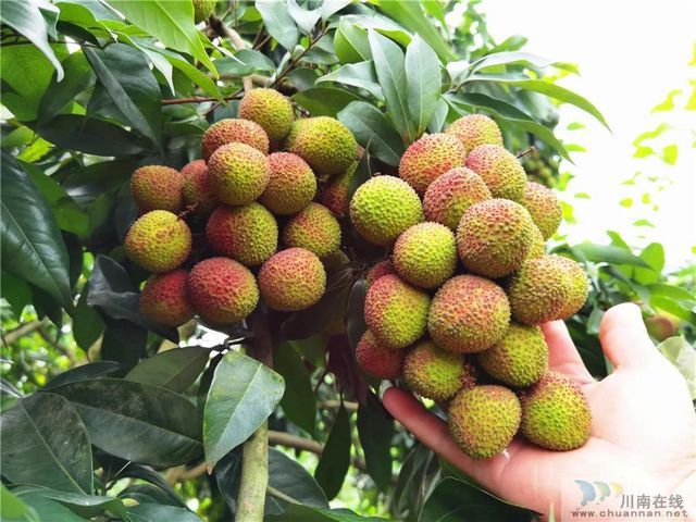荔枝红了|官宣!合江荔枝正式上市(图9) 荔枝红了|官宣!合江荔枝正式上市(图9)