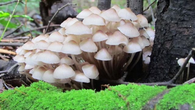 【紧急扩散】蘑菇中毒频发，这几类千万要小心！(图2)
