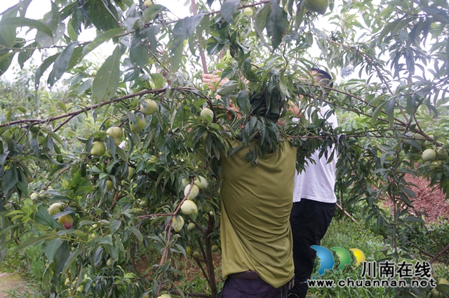 泸县立石镇：小李子带来大收益(图1)