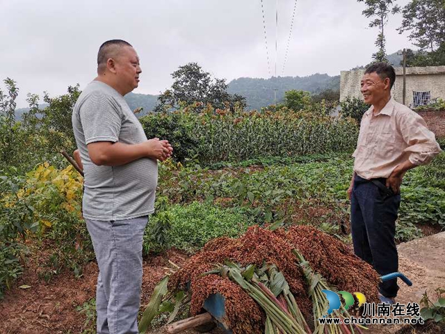 高粱红了!合江县12万亩糯红高粱预计产值近2亿元(图1) 高粱红了!合江县12万亩糯红高粱预计产值近2亿元(图1)