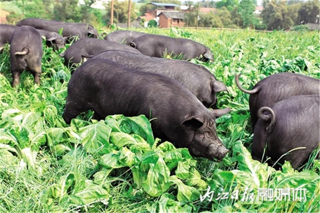 30万头“内江黑猪”明年上市！内江人想吃回锅肉更方便了！(图2)