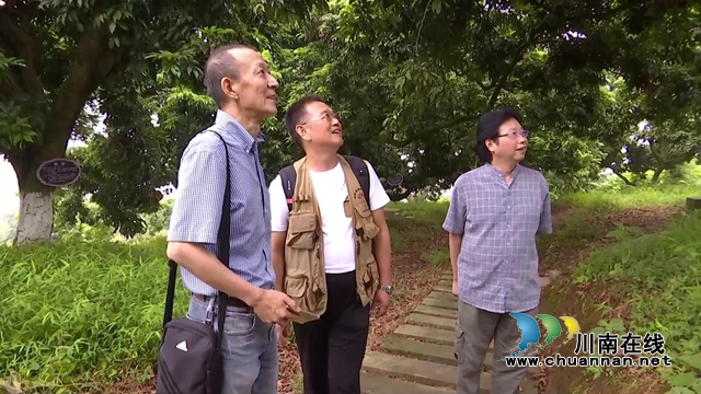 当代画家陈文士来合江采风 用纸笔绘出丹荔果飘香(图3)