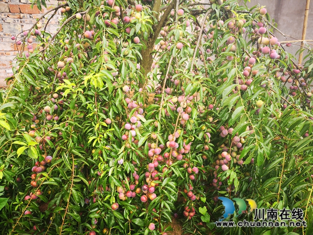 泸县云龙镇：压弯枝桠喜丰收，龙河村的致富果很甜！(图1)