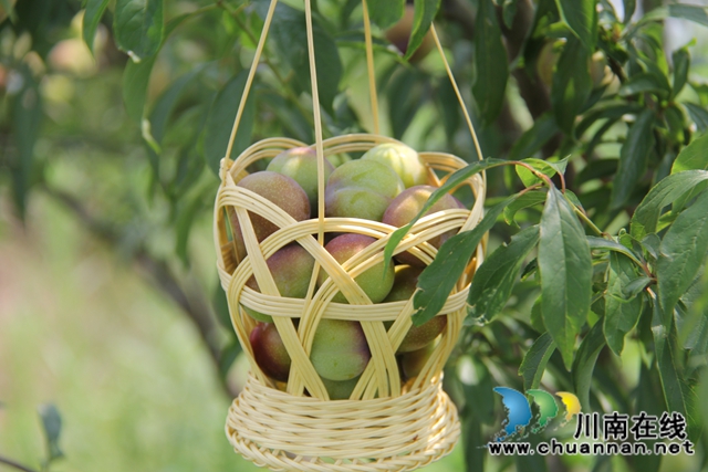 泸县云龙镇：压弯枝桠喜丰收，龙河村的致富果很甜！(图4)