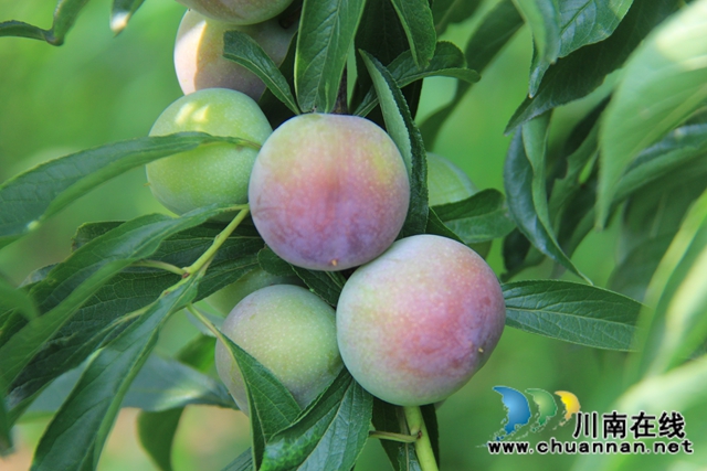 泸县云龙镇：压弯枝桠喜丰收，龙河村的致富果很甜！(图7)