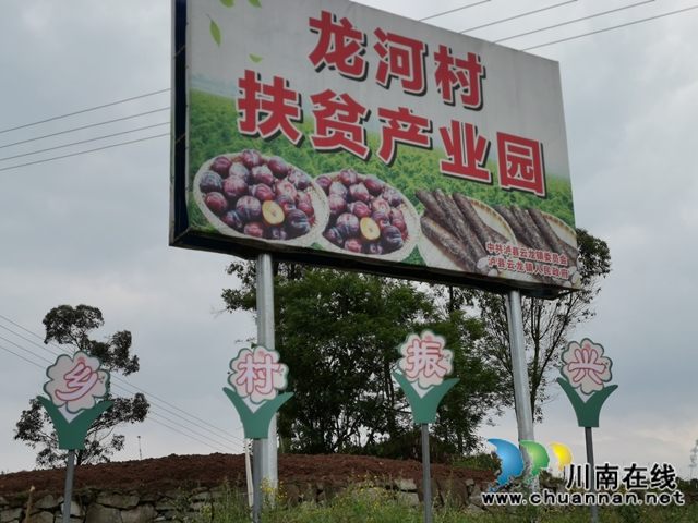 泸县云龙镇：压弯枝桠喜丰收，龙河村的致富果很甜！(图10)