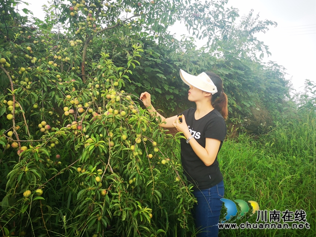 泸县云龙镇：压弯枝桠喜丰收，龙河村的致富果很甜！(图12)