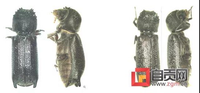 破坏力极强！自贡富顺首次发现这种有害生物