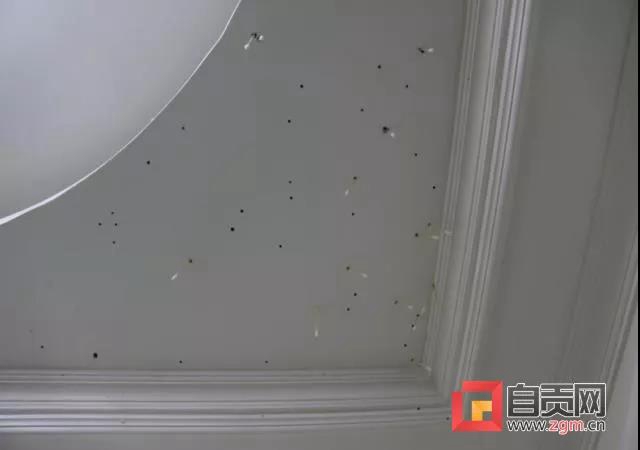 破坏力极强!自贡富顺首次发现这种有害生物(图2) 破坏力极强!自贡富顺首次发现这种有害生物(图2)